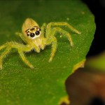 Telamonia Spider