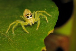 Telamonia Spider