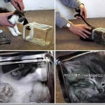 Bonsai Cats