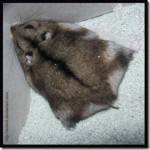 Hamster Mishap