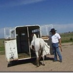 Horse Trailer