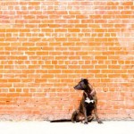 Dog Behind the Wall