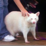 Rat Dog
