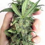 Happy 420