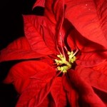 Pepita’s Poinsettias