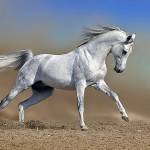 Legend of The Spirited Horse